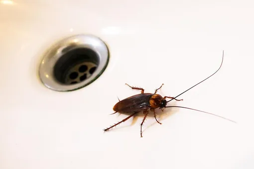 Признаки появления тараканов в квартире