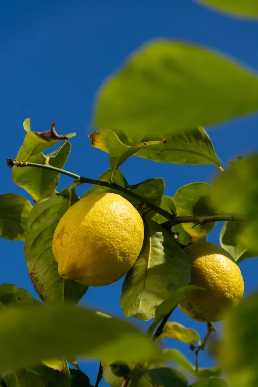 Лимонные деревья Эврика (Citrus x limon Eureka)