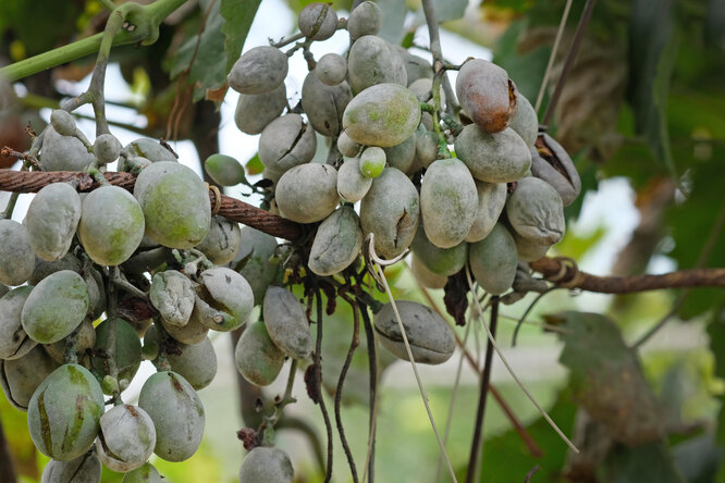 первая обработка винограда весной от болезней виноград препараты от болезней и вредителей