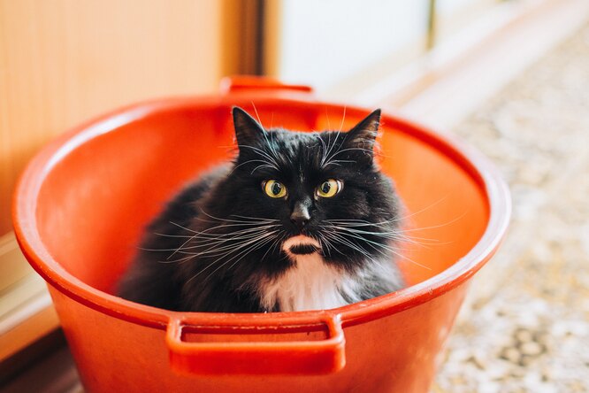 Вирусные фото кошек: социальная дистанция в заключении