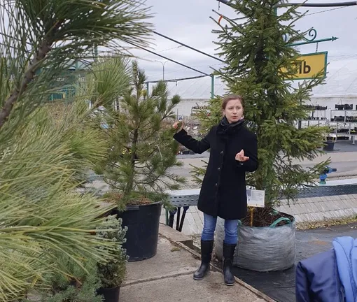 Елена Пустовойтова рассказывает как выбрать ели в контейнерах к Новому году