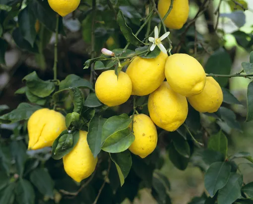 Уход за лимонным деревом