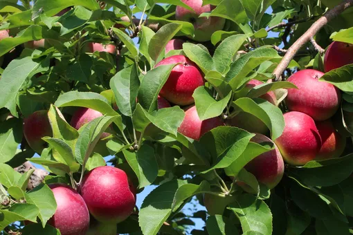 Обламываются ветви от тяжести плодов: как помочь яблоне