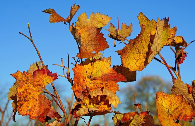 Опрыскивание винограда железным купоросом осенью