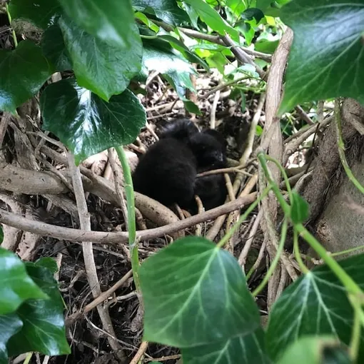 кошка в гнезде на дереве