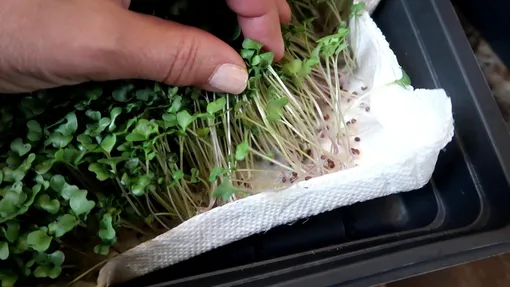 Выращивания микрозелени на бумаге