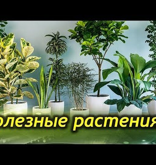 8 комнатных растений, создающих идеальный микроклимат в доме