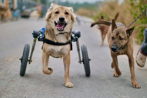 Собаки на колёсах: тайский приют спасает покалеченных животных