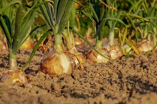 Как вырастить лук в открытом грунте — секреты посадки и хорошего урожая