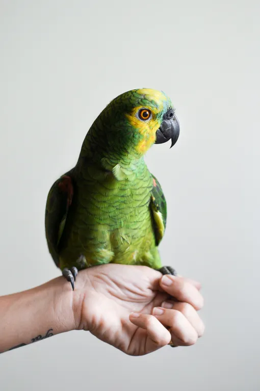 попугай зелёный