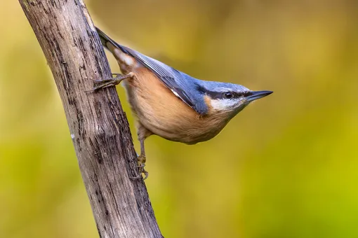 Поползень, интересные факты о птицах биология