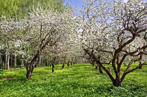 Яблоневый сад, Ясная Поляна