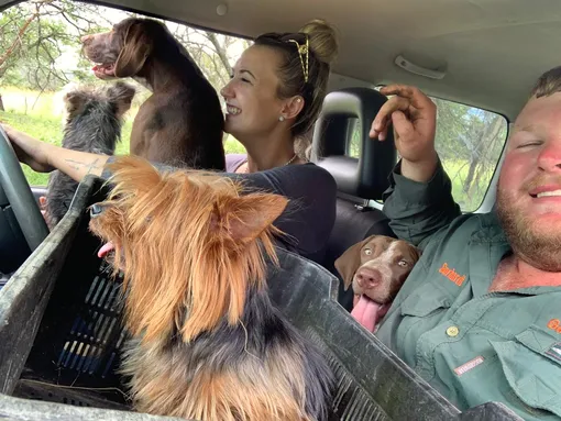 собаки в машине