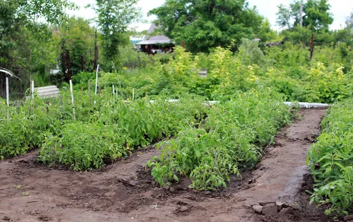 Изначально огороды были исключительно для пропитания, но с XIV века было принято высаживать растения по определенной системе