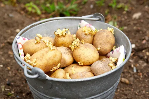 Почему картошка вырастает мелкая: 6 основных причин