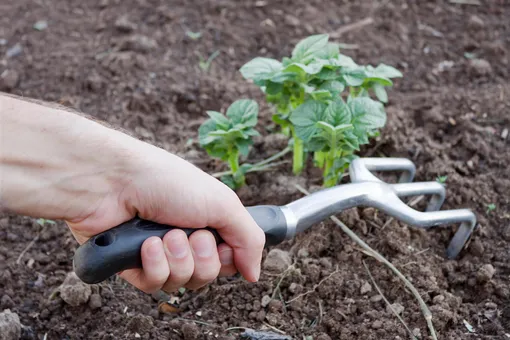 Рука рыхлит почву инструментом вокруг картофеля