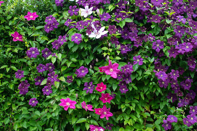 Clematis jsou poměrně nenáročné, dají se usadit v nádobách
