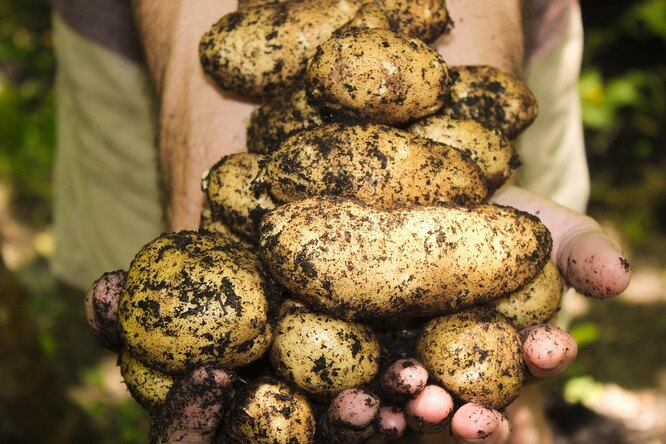 Самые вкусные сорта картофеля: фото, описания, какие и когда посадить