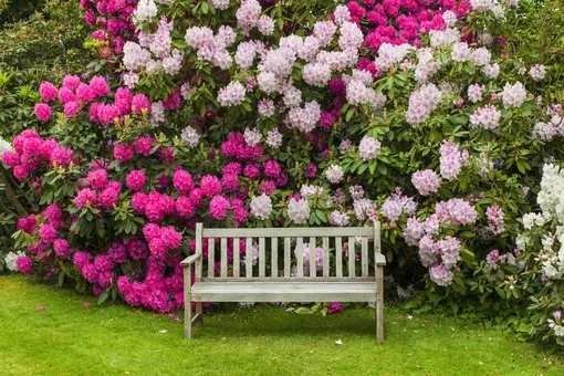 Розовое дерево: как вырастить рододендрон на садовом участке