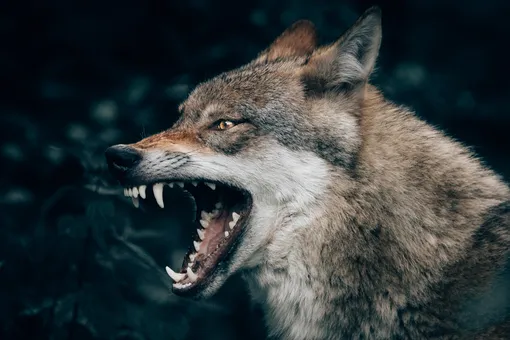 Скучают и ищут хозяина: волки способны привязываться к людям почти как собаки