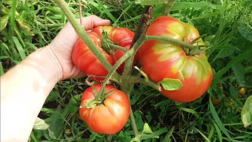 Крупноплодный томат Бабушкин секрет