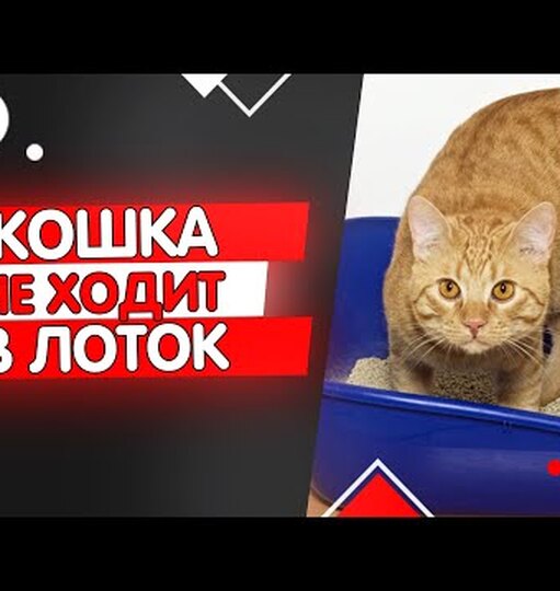 Проблемы с лотком и изменение привычек кота