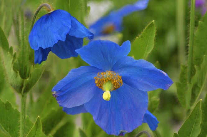 Meconopsis sheldona