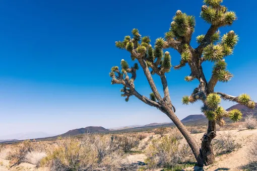 Дерево юкки в пустыне — растение любит песчаные почвы