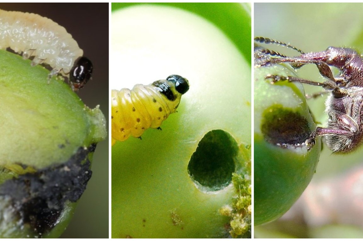 Кладоспориоз яблони. Паутинный клещ на кабачках. Вредители на яблоне с нижней стороны листа. Вредители яблони щитовка. Яблоневая моль на яблоне.