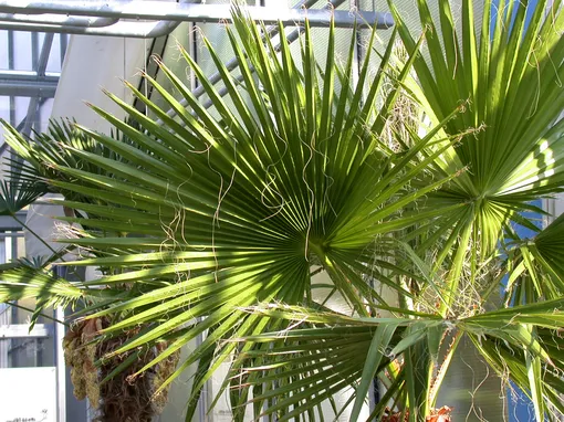 Комнатные пальмы — вашингтония
