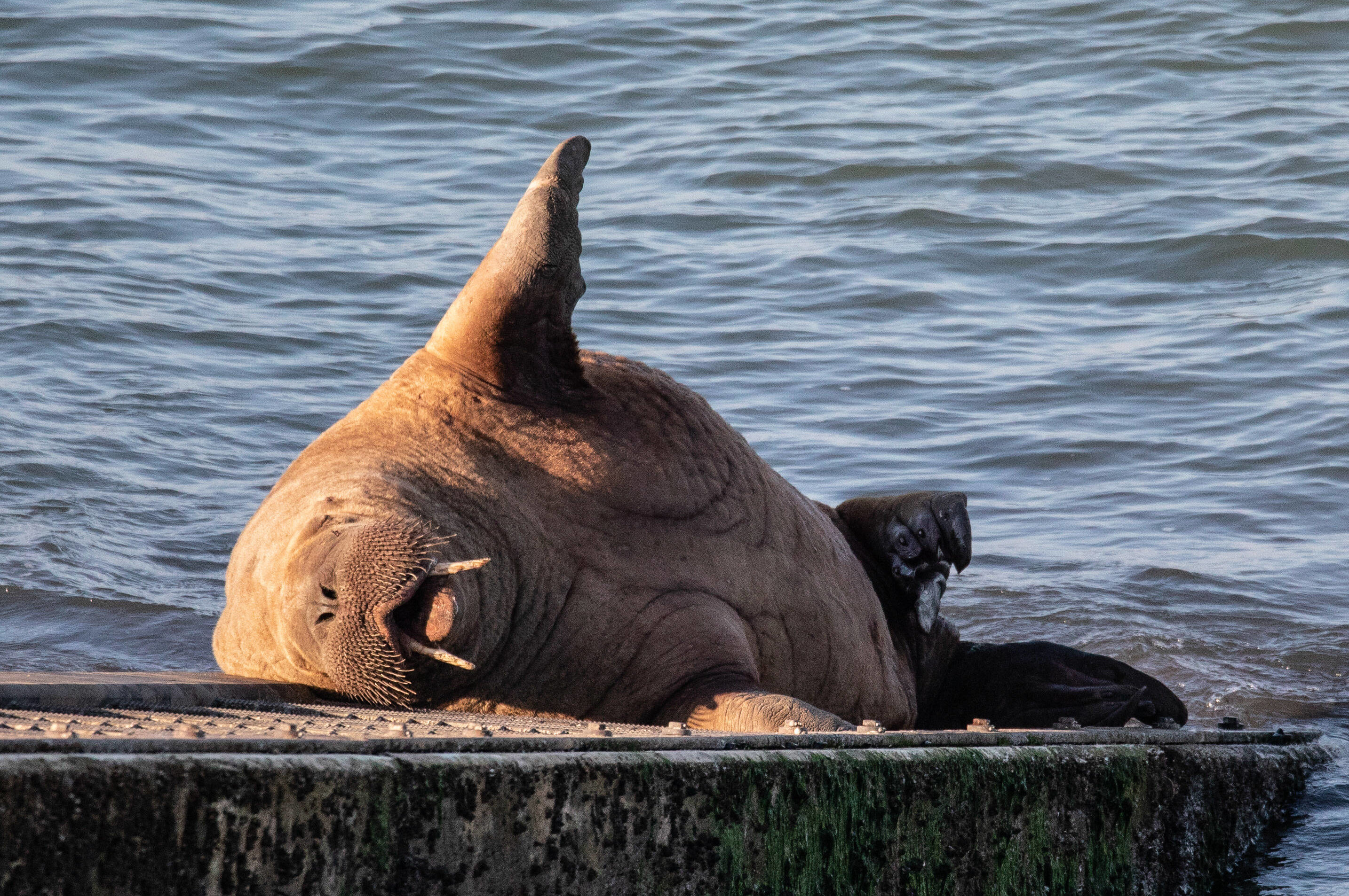 Описание ирландского моржа