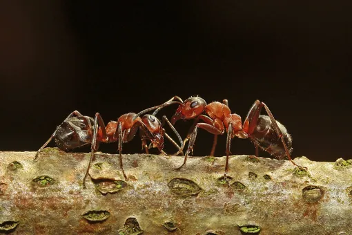 Formica rufa рыжий лесной муравей