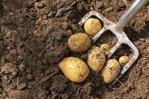 Как определить готовность картофеля к выкопке