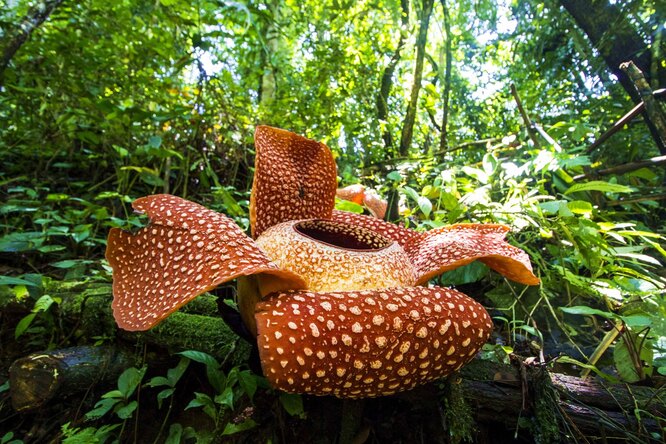 Rafflesia Arnoldová