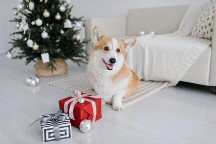 И братьям меньшим: кинологи назвали 5 полезных подарков собаке на Новый год