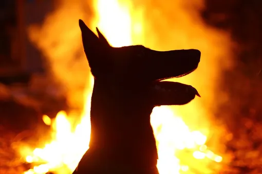 Пес выжил в страшном пожаре, но не потерял жизнелюбия и теперь помогает другим