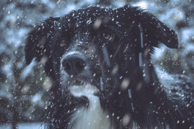 Слепой пес выбрал себе хозяйку и шёл к ней по морозу 5 дней