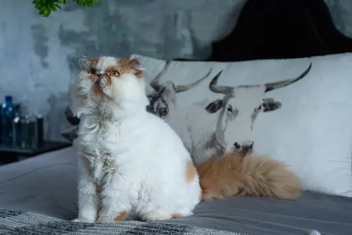 Спокойные породы кошек — персидская кошка