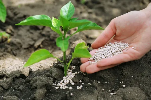 Минеральные удобрения отягощают почву и вредят ей