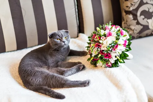 Котенок чуть не сорвал свадьбу хозяев, съев из букета невесты опасные цветы