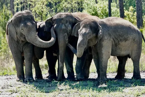 Дождались: бывшие цирковые слоны обрели дом в природе