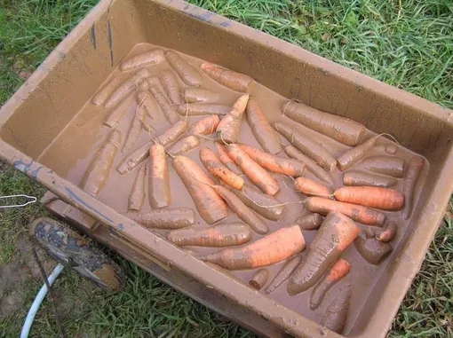 Морковь в глине