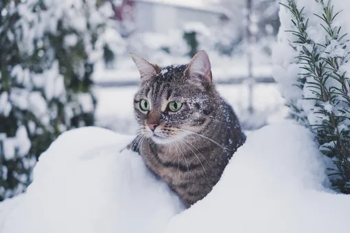 В Москве начали сбор корма для собак и кошек, замерзающих на улицах