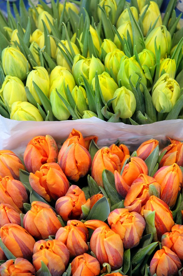 как сохранить букет цветов дольше, тюльпаны