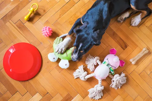 Собака грызёт игрушку в квартире