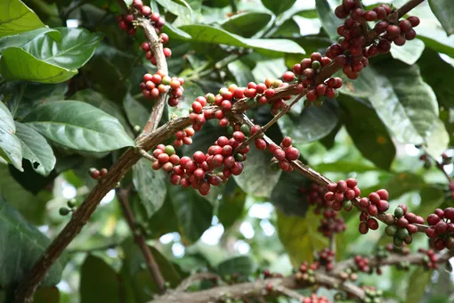Происхождение кофейного дерева