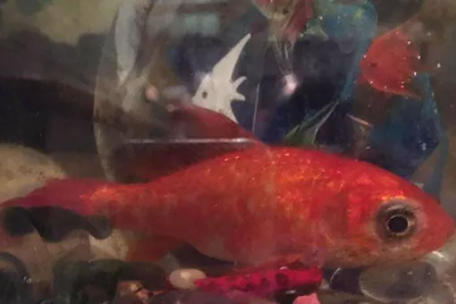 Семья потратила 250 долларов, чтобы удалить опухоль 20-летней золотой рыбке