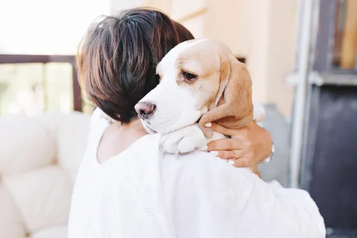 Как собаки проявляют свою привязанность к хозяину: 7 признаков