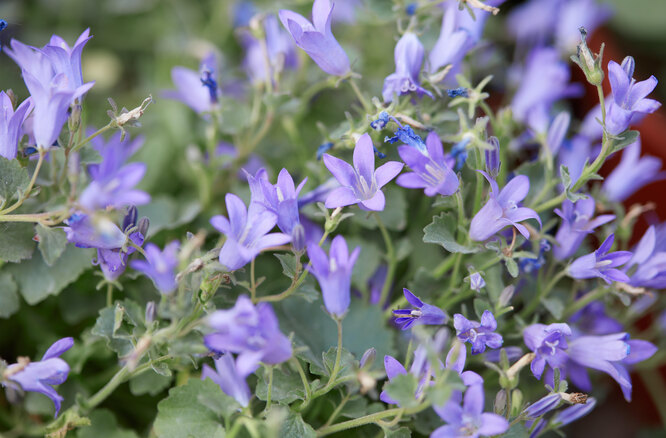 Колокольчик Портеншлага с фиолетово-синими цветками