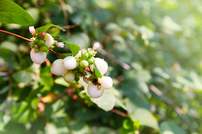 Snowberry bílá